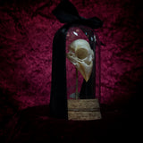 “Finch Skull” in a glass dome