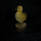 Taxidermy “Duckling”
