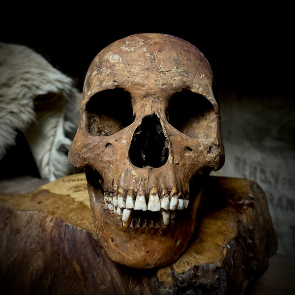 Human skull with mandible