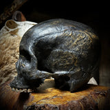 Human skull