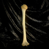 Human humerus bone
