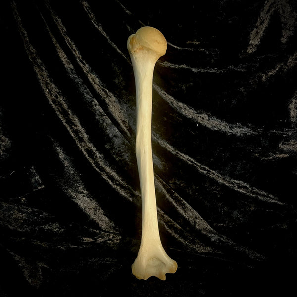 Human humerus bone