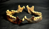 Item 10. Two human mandibles