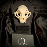 Item 12. Cat skull