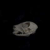 Deformed Piglet Skull