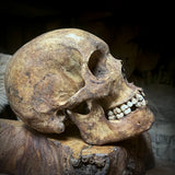 Human skull with mandible