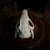 North American Porcupine Skull