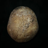 Item 5. Human skull with mandible