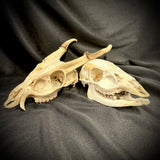 Item 13. Two deer skulls