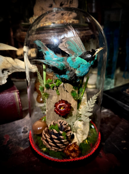 Taxidermy Green Honeycreeper