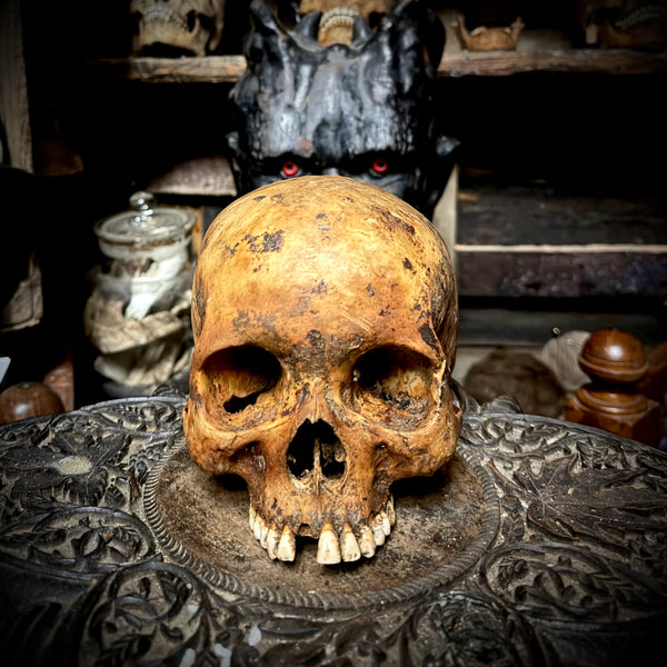 Human skull *COMPETITION*