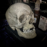 Medically prepared human skull