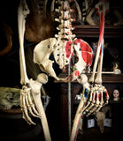 Medical skeleton