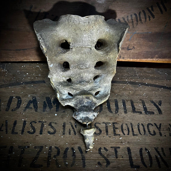 Human Sacrum