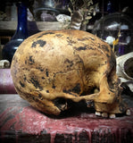 Human skull