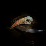 Hornbill Skull