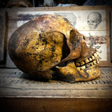 Human skull with mandible