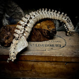 Articulated human spine