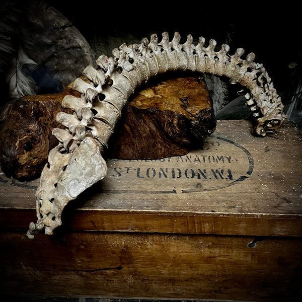 Articulated human spine