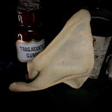 Human scapula (shoulder blade)
