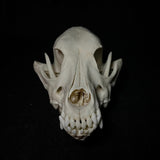 Item 11. Dog skull