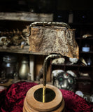 Mummified human Arm slice