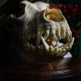 Dog Skull - A Male “Alaskan Malamute”