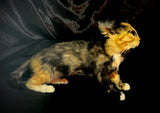 Item 2. Taxidermy kitten