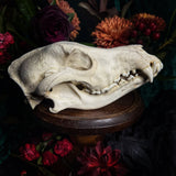 Dog Skull - A Female “Rhodesian Ridgeback”