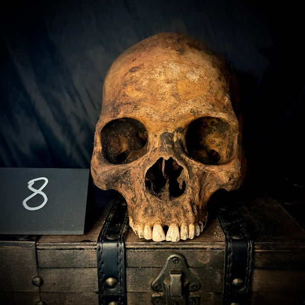 Item 8. Human skull