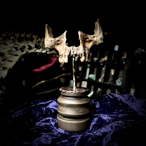 Human maxilla on stand