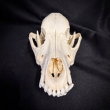 Item 7. Dog skull