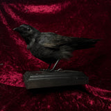 Taxidermy “Jackdaw”