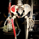 Medical skeleton