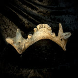A mandible