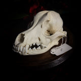 Dog Skull - A Male “Corgi”