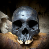 Human skull