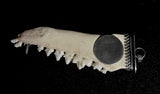 Item 17. Fox mandible pendant