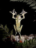 Tropical frog frame