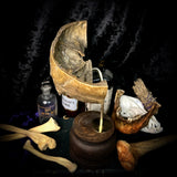 Partial human skull on stand