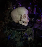 Human child skull