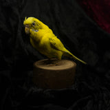 Taxidermy “Yellow Budgie”