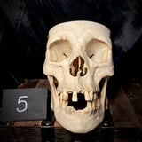 Item 5. Human medical skull