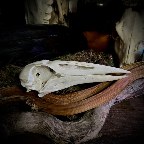 African open-billed stork skull