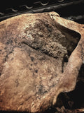 The Pirate - Real human skull