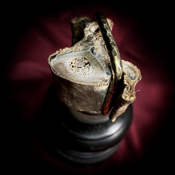 Mummified human leg slice
