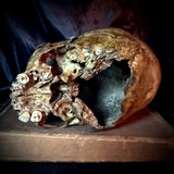 Item 3. Child skull