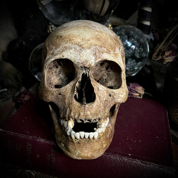 Human skull with mandible