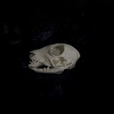 Deformed Piglet Skull