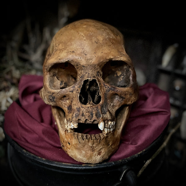 Human skull with mandible